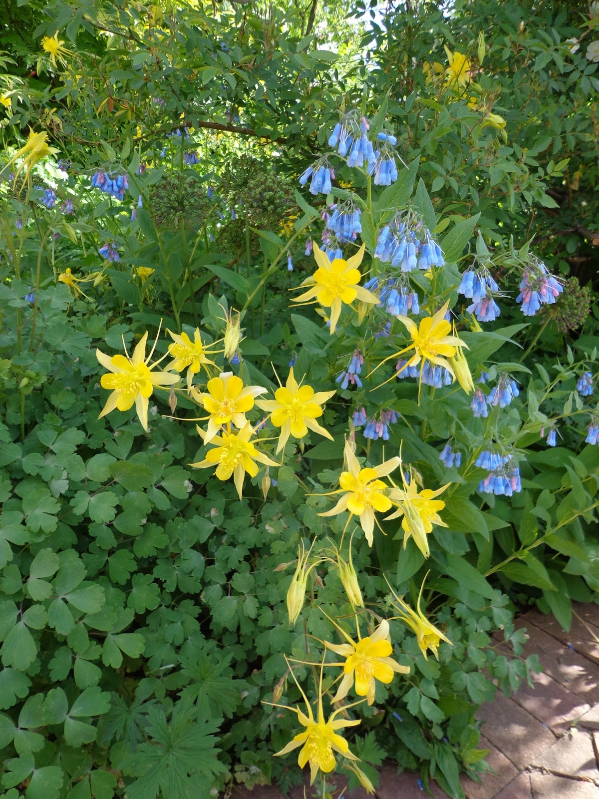 Aquilegia chrysantha